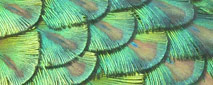 Feathers