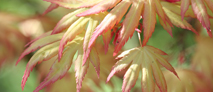 Acer