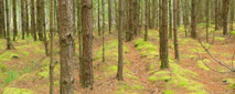 Trees