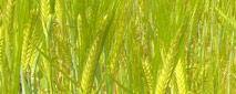 Wheat